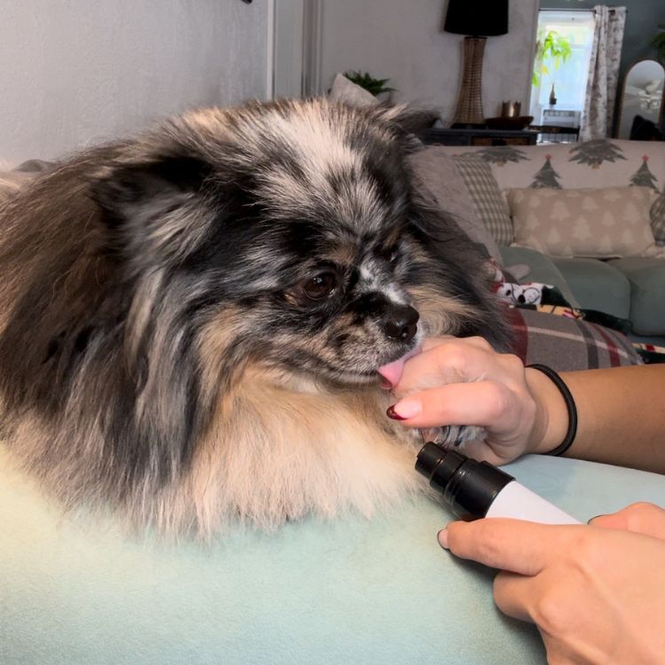 Low-Noise Pets Electric Rechargeable Nail Clippers